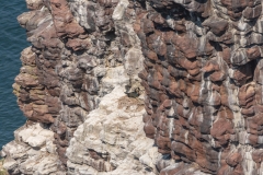 Cormoran huppé nichant sur une falaise près du Cap Fréhel
