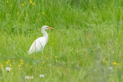 Héron gardeboeufs (Bubulcus ibis)